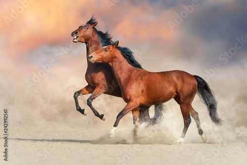 Two Bay horse run gallop in desert sand and play