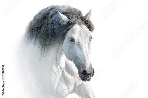 White andalusian horse portrait on white background. High key image