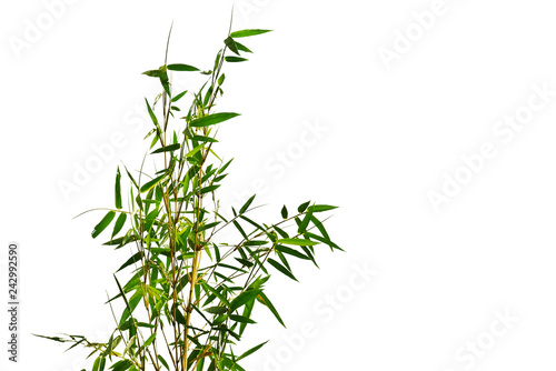 Fototapeta Naklejka Na Ścianę i Meble -  Branch of bamboo on white background