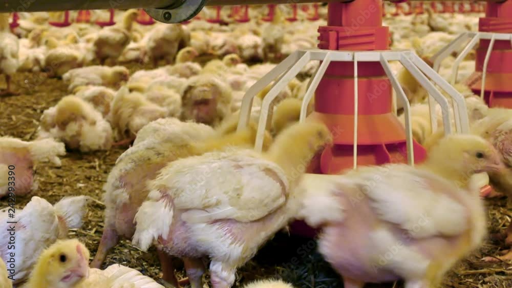 Industrial of Poultry Chicken Farm / Chickens for fattening on a