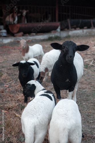 sheep whit black neck dorpe © Jesus Gonzalez