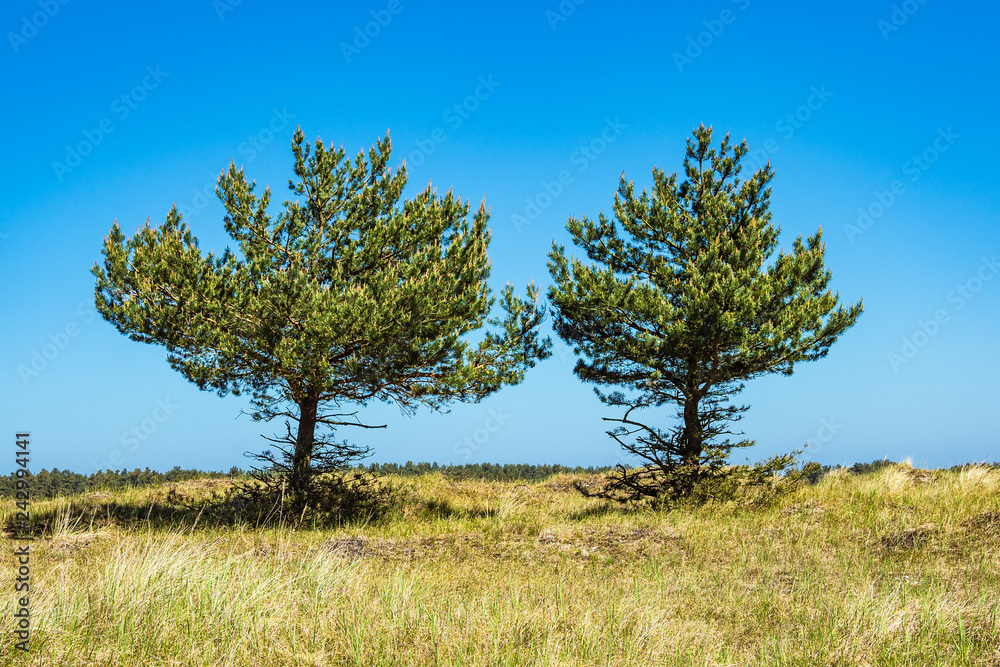 Bäume auf dem Fischland-Darß in Prerow