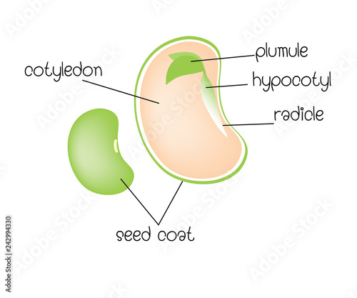 diagram of a dicotyledon seed