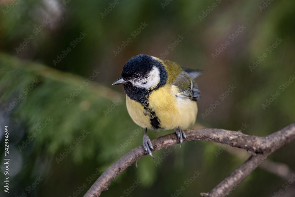 Cute Great tit (Parus major) bird in yellow black color sitting on tree branch Cute Great tit (Parus major) bird in yellow black color sitting on tree branch