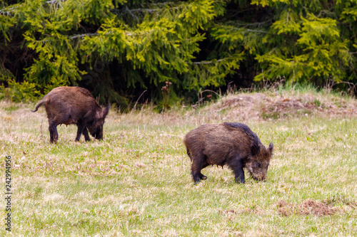 Wild boar looking for food on a meadow by the woods