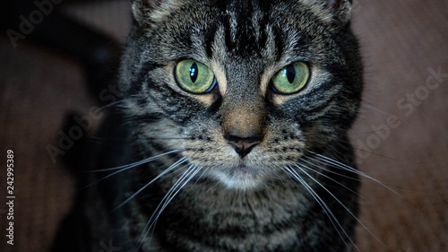 Close up of cat with green eyes