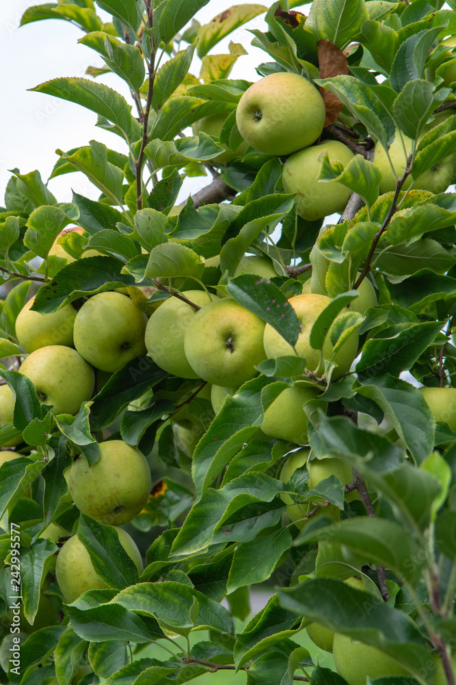 New harvest of healthy fruits, ripe sweet green apples growing on apple tree New harvest of healthy fruits, ripe sweet green apples growing on apple tree
