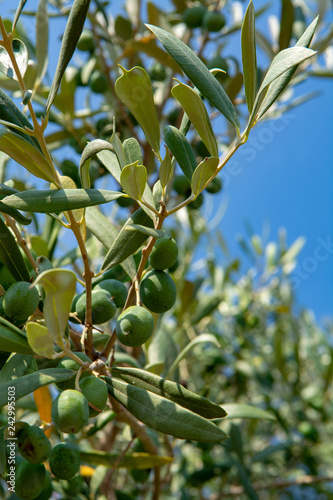 Green ripe olives growing on olive tree