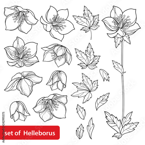 Vector set with outline Hellebore or Helleborus or Winter or Lenten rose, bud and leaves in black isolated on white background. Ornate flowers in contour style for spring design or coloring book.