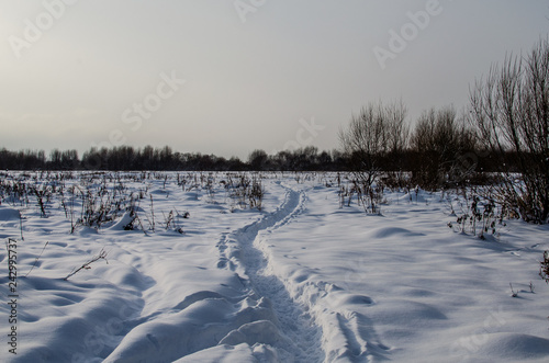 Edge of the forest in winter in the snow. Landscape with a path. Sunny day and frosty weather