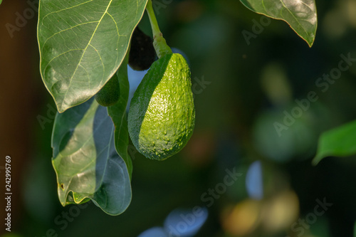 Seasonal harvest of green orgaic avocado, tropical green avocadoes riping on big tree photo