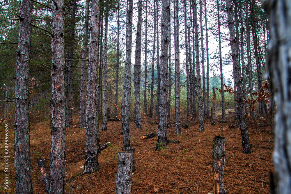 Fototapeta premium coniferous forest