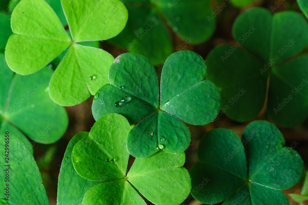 Clover Leaves for Green background with three-leaved shamrocks.Patrick's day holiday symbol. - Image. Clover Leaves for Green background with three-leaved shamrocks.Patrick's day holiday symbol. - Image.