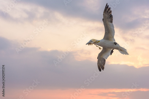 Helgoland, Germany photo