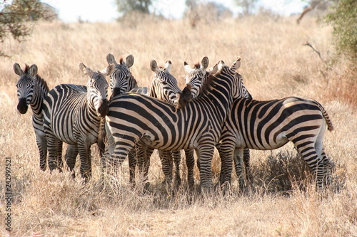 Zebras