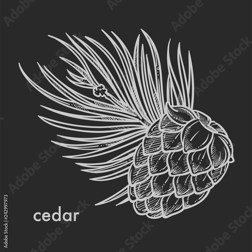 Cedar cone with needle leaves hand drawn sketch