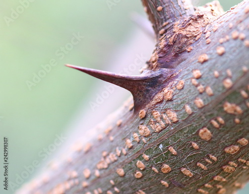 Thorn of the Robinia plant