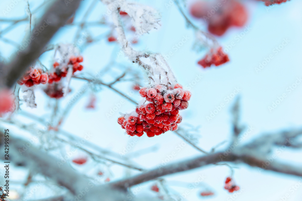 red bunches of rowan covered with frost red bunches of rowan covered with frost
