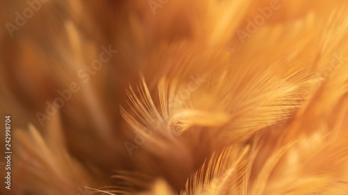 Blur Bird chickens feather texture for background, Fantasy, Abstract, soft color of art design.