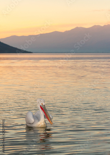 Dalmatian pelican (Pelecanus crispus) photo