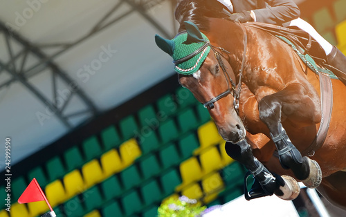 Sorrel dressage horse and rider in uniform performing jump at show jumping competition. Equestrian sport background. Chesnut horse portrait during dressage competition. Selective focus. © taylon