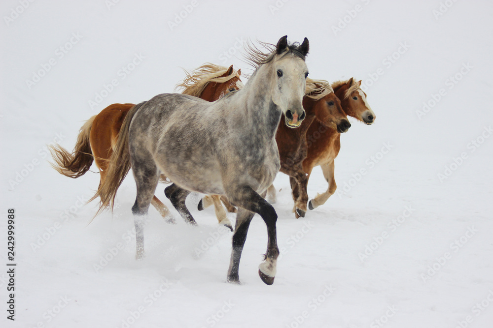 horses run through the snow, breeds of Orlov trotter and halflingers horses run through the snow, breeds of Orlov trotter and halflingers