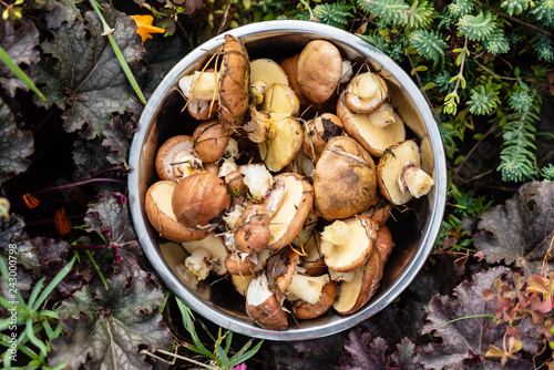 fresh edible forest mushrooms in the bowl, Suillus luteus and Boletus edulis