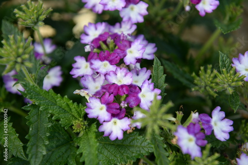 purple flowers in the garden