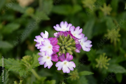purple flowers in the garden
