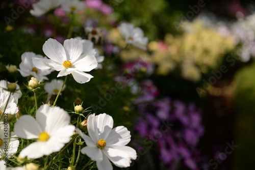 white flowers in garden