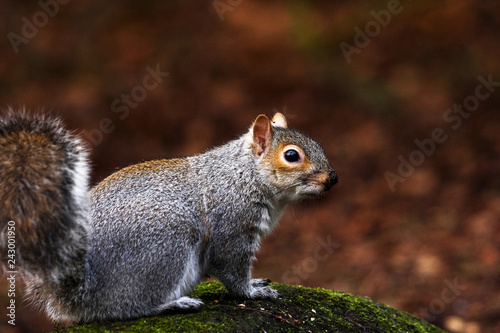 Eastern european grey squirrel in woodland