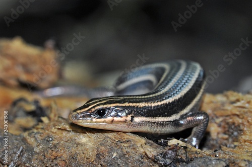 Common Five-lined skink
