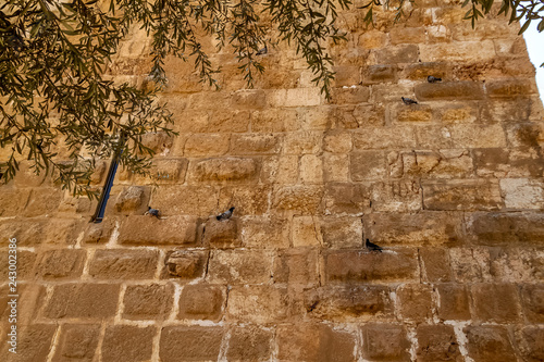 Group of rock pigeons hanging on ancient brick wall in Jerusalem