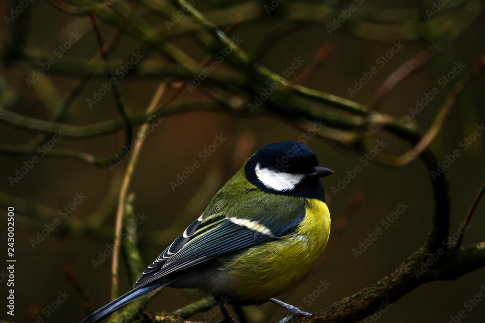 Fototapeta premium Blue tit wildbird perched on a tree branch