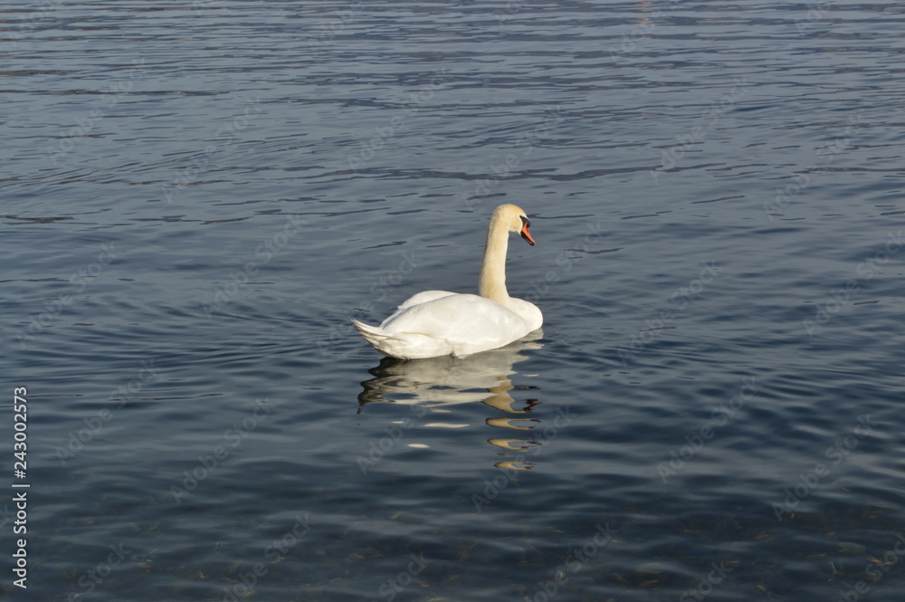 cigno cigno