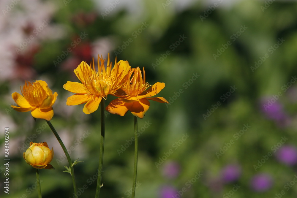 FLOWERS FLOWERS