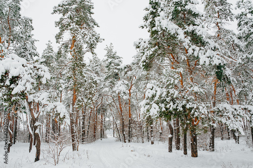 Snow covered trees in the winter forest.