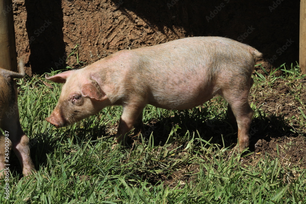 Little pig walks in the afternoon on the grass Little pig walks in the afternoon on the grass