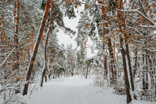 Snow covered trees in the winter forest.
