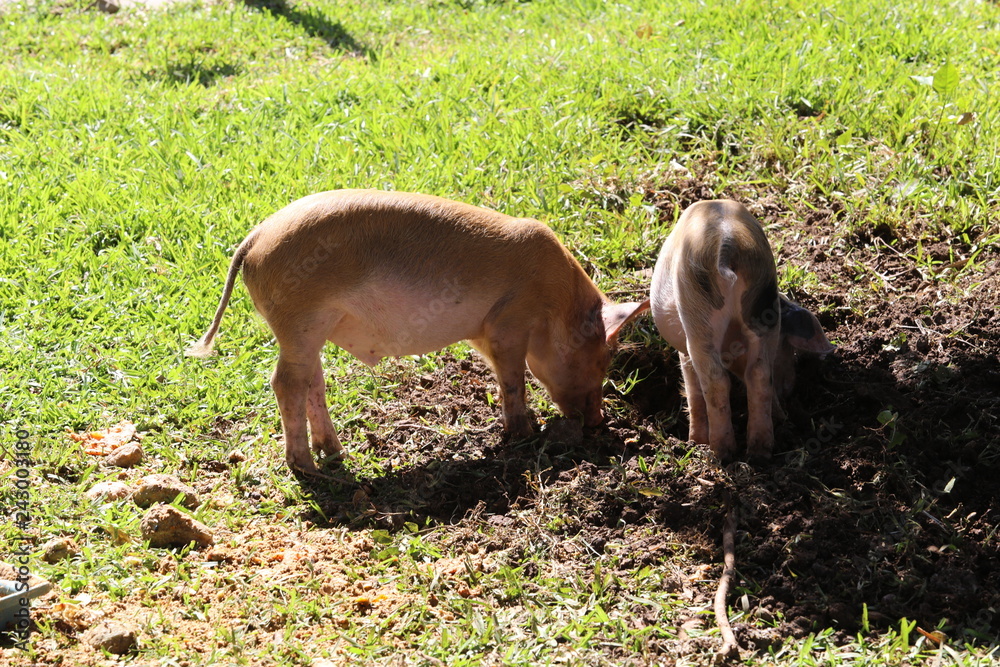 Two little pig walks in the afternoon on the grass Two little pig walks in the afternoon on the grass