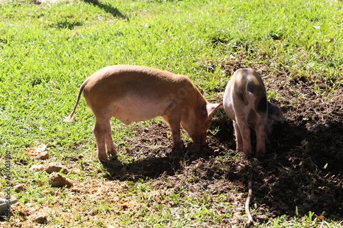 Two little pig walks in the afternoon on the grass photo