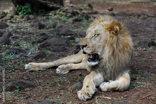 Lion is lying on the grass resting under a tree