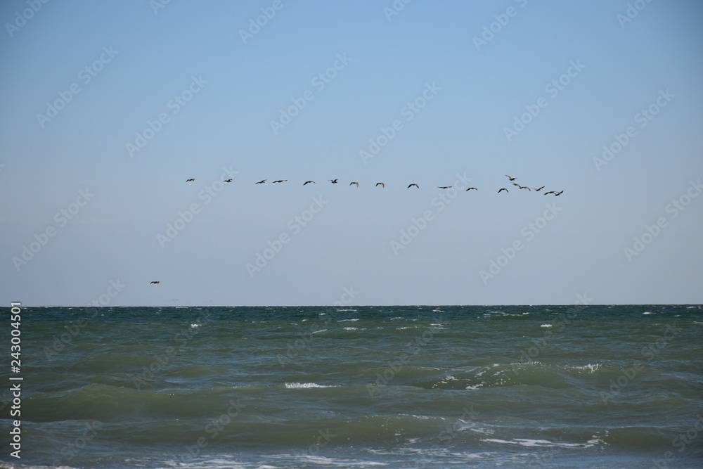 seagulls on beach