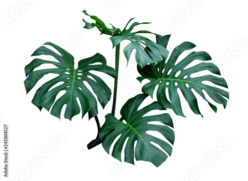 Monstera leaves, the tropical plant evergreen vine isolated on white background, clipping path included