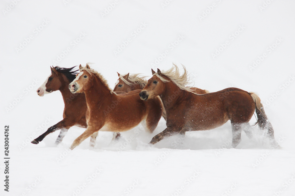 in the snow galloping horses and Argentine breed horses, halflingers in the snow galloping horses and Argentine breed horses, halflingers