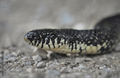 Eastern black king snake