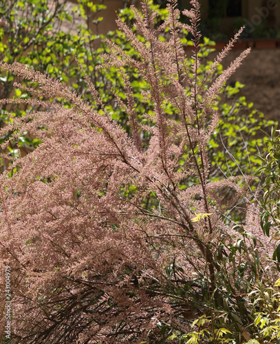 Tamarix gallica. Tamaris commun ou tamarix de France aux branches couvertes de fleurs en grappes de couleur rose photo