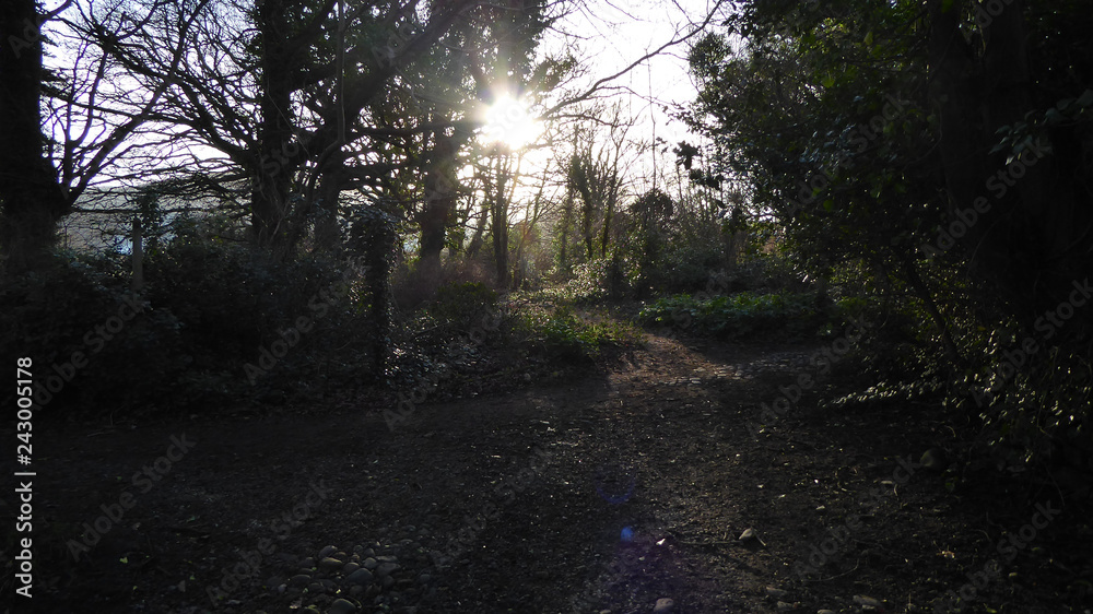 Obraz premium Sun through the trees