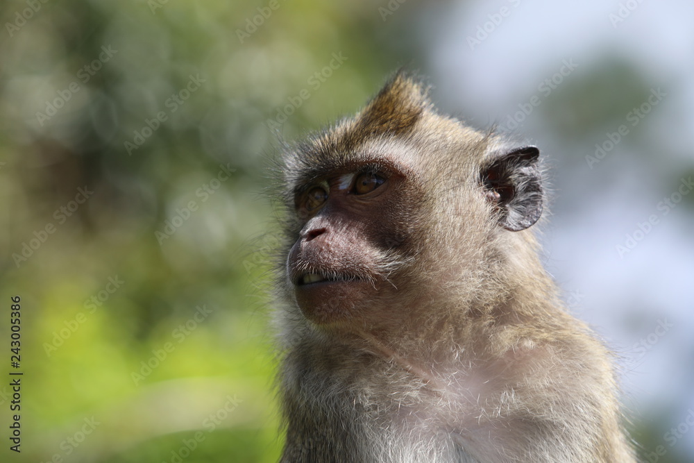 Close up monkey sits on a metal pipe near trees. Blurred background Close up monkey sits on a metal pipe near trees. Blurred background