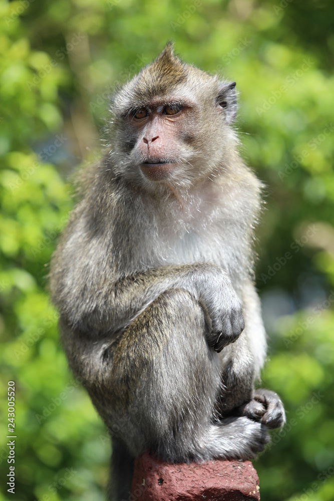 Monkey sits on a wooden stick near trees. Blurred background